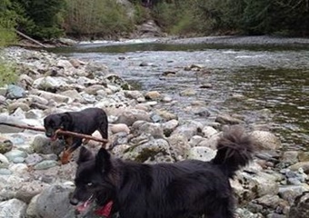 pet day care whistler