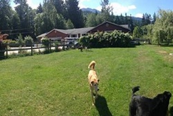 pet care and boarding in whistler canada