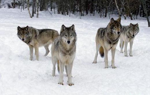 canadian wolf pack